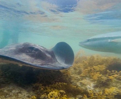 Hand-feed stingrays